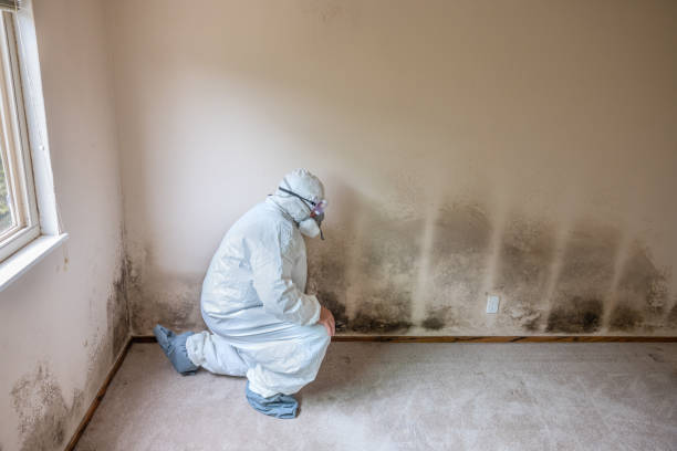 Professional Mold Removal in Lake Telemark, NJ